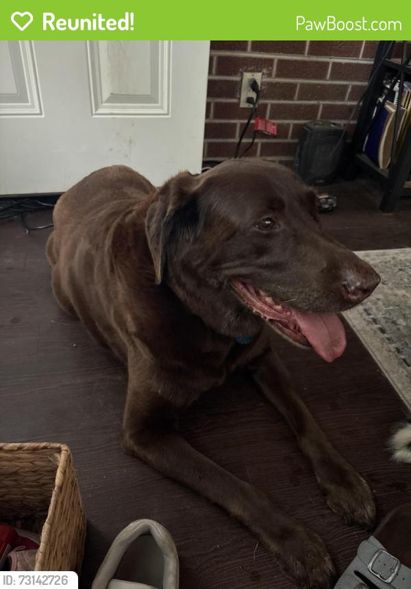 Reunited Female Dog last seen Huffman blvd and Belmont blvd, Rockford, IL 61103
