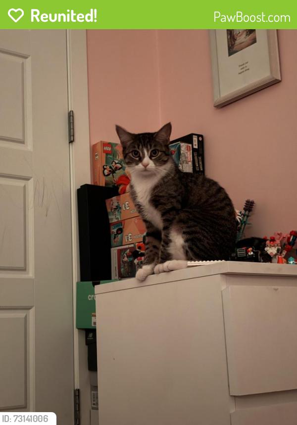 Reunited Female Cat last seen Belmont 42 gardens near backyard, Calgary, AB T2X 4H5