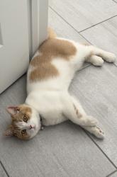 Lost Male Cat last seen 86th and Indiana, Arvada, CO 80005