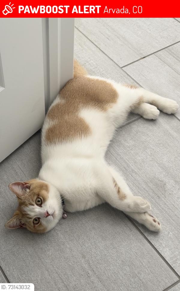 Lost Male Cat last seen 86th and Indiana, Arvada, CO 80005