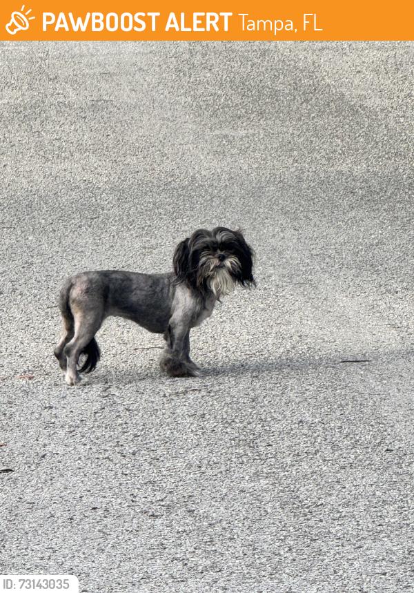 Found/Stray Unknown Dog last seen 28th ave, Tampa, FL 33605
