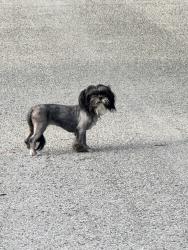 Found/Stray Unknown Dog last seen 28th ave, Tampa, FL 33605