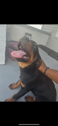 Lost Male Dog last seen W 32nd st / crown hill neighborhood, Indianapolis, IN 46208