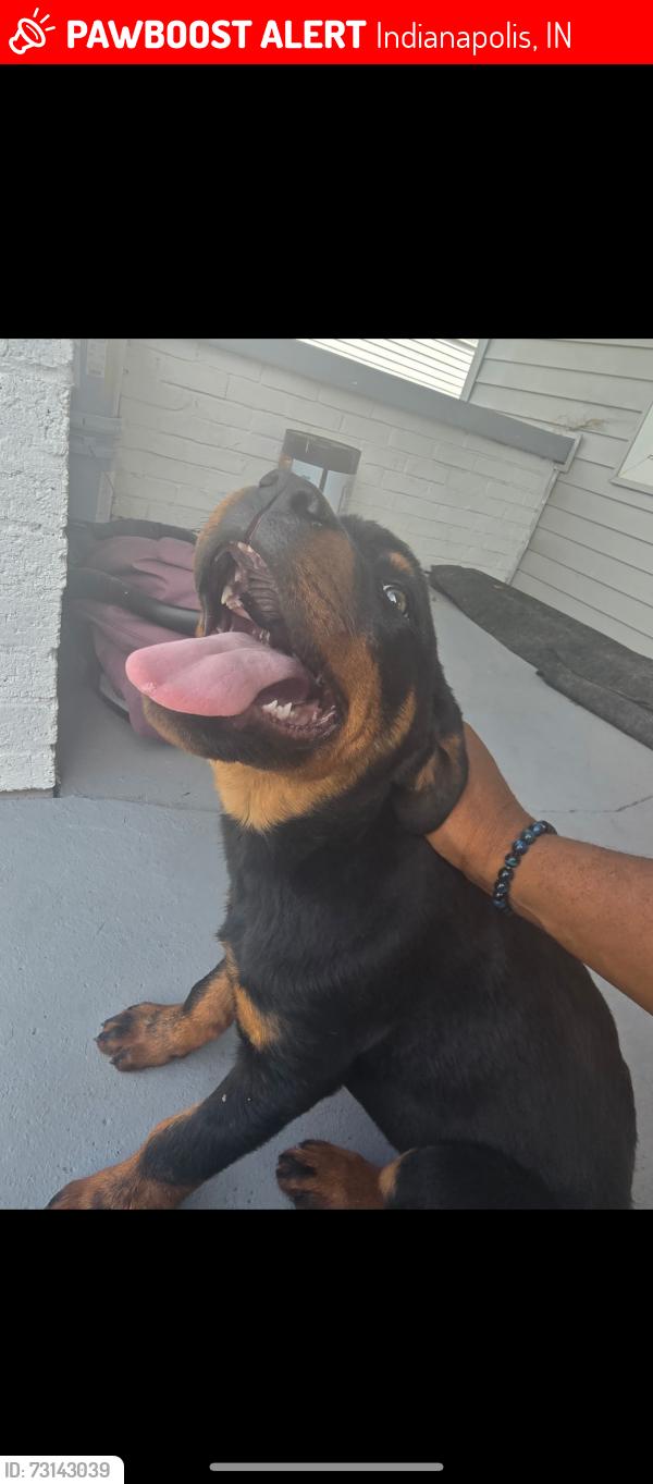 Lost Male Dog last seen W 32nd st / crown hill neighborhood, Indianapolis, IN 46208