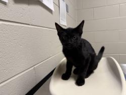 Shelter Stray Male Cat last seen Lorton, VA, 22079, Virginia Terrace, Fairfax County, VA, 4500 West Ox Rd, Fairfax, VA 22030, USA