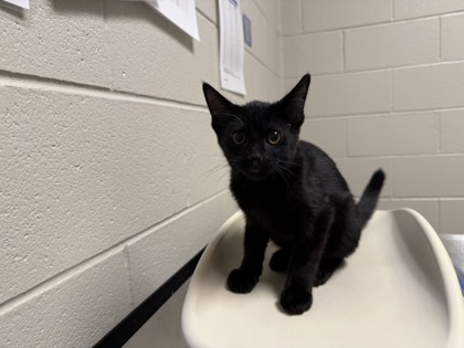 Shelter Stray Male Cat last seen Lorton, VA, 22079, Virginia Terrace, Fairfax County, VA, 4500 West Ox Rd, Fairfax, VA 22030, USA