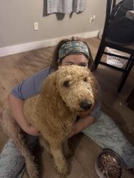 Reunited Female Dog last seen Near Willow Ave, Longcrest, Simino, Hargis,, Jonesboro, AR 72404
