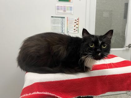 Shelter Stray Female Cat last seen N Bellefontaine Ave and NE 45th St, 64117, MO, 7077 Elmwood Ave, Kansas City, MO 64132, USA