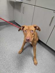 Shelter Stray Female Dog last seen Chapman Hwy, Sevier County ACO, TN, 1008 Old Knoxville Hwy, Sevierville, TN 37862, USA