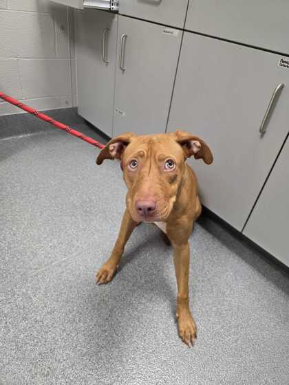 Shelter Stray Female Dog last seen Chapman Hwy, Sevier County ACO, TN, 1008 Old Knoxville Hwy, Sevierville, TN 37862, USA