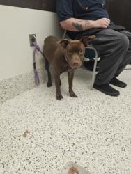 Shelter Stray Female Dog last seen Near Glenwood ct, Atlanta, GA, 1251 Fulton Industrial Blvd NW, Atlanta, GA 30336, USA