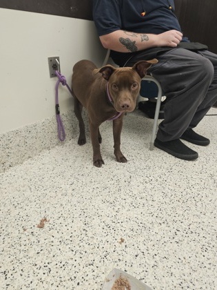 Shelter Stray Female Dog last seen Near Glenwood ct, Atlanta, GA, 1251 Fulton Industrial Blvd NW, Atlanta, GA 30336, USA