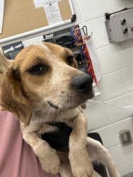 Shelter Stray Female Dog last seen Washington Pike, City of Knoxville GP, TN, 3201 Division St, Knoxville, TN 37919, USA