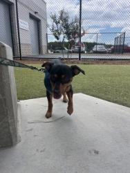 Shelter Stray Male Dog last seen Near Gilmore ST SE, Atlanta, GA, 1251 Fulton Industrial Blvd NW, Atlanta, GA 30336, USA