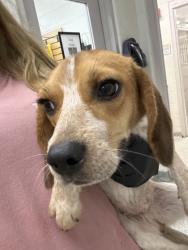 Shelter Stray Female Dog last seen Washington Pike, City of Knoxville GP, TN, 3201 Division St, Knoxville, TN 37919, USA