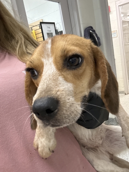 Shelter Stray Female Dog last seen Washington Pike, City of Knoxville GP, TN, 3201 Division St, Knoxville, TN 37919, USA