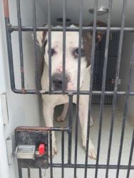 Shelter Stray Male Dog last seen Near highland pkwy, Fairburn, GA, 1251 Fulton Industrial Blvd NW, Atlanta, GA 30336, USA