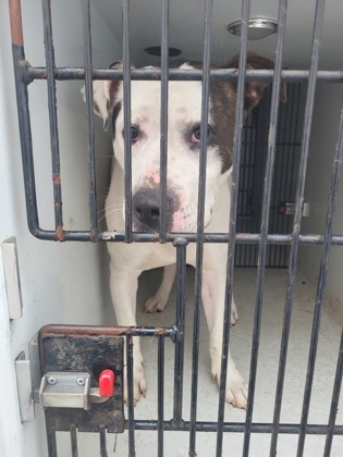 Shelter Stray Male Dog last seen Near highland pkwy, Fairburn, GA, 1251 Fulton Industrial Blvd NW, Atlanta, GA 30336, USA