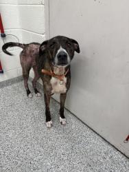 Shelter Stray Male Dog last seen Inoquis/ Chilhowee rd, City of Knoxville GP, TN, 3201 Division St, Knoxville, TN 37919, USA