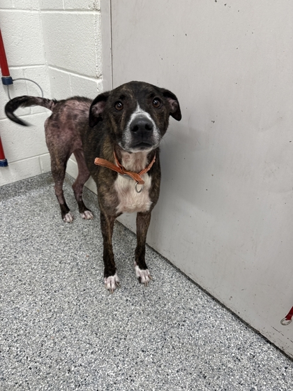 Shelter Stray Male Dog last seen Inoquis/ Chilhowee rd, City of Knoxville GP, TN, 3201 Division St, Knoxville, TN 37919, USA