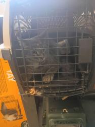 Shelter Stray Female Cat last seen Near Sims St, Hapeville, GA, 1251 Fulton Industrial Blvd NW, Atlanta, GA 30336, USA