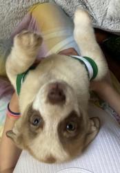 Shelter Stray Male Dog last seen Near green circle dr, County/Unicorporated, NC, 1491 Business Park Ct, Gastonia, NC 28052, USA