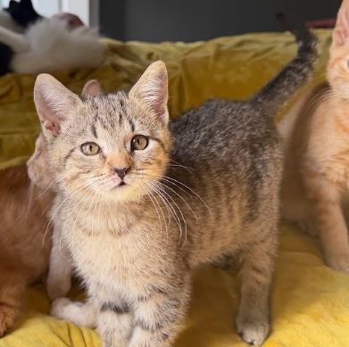 Shelter Stray Female Cat last seen Near Johnson Ferry Rd NE, Atlanta, GA 30342, Other - Out of County, GA, 3280 Chamblee Dunwoody Rd, Chamblee, GA 30341, USA