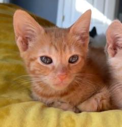 Shelter Stray Female Cat last seen Near Elaine Drive Decatur, GA 30035, 30035, GA, 3280 Chamblee Dunwoody Rd, Chamblee, GA 30341, USA