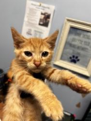 Shelter Stray Male Cat last seen Near Elaine Drive Decatur, GA 30035, 30035, GA, 3280 Chamblee Dunwoody Rd, Chamblee, GA 30341, USA