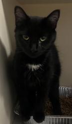Shelter Stray Female Cat last seen Near peachtree Rd NE, Brookhaven, GA 30319, 30319, GA, 3280 Chamblee Dunwoody Rd, Chamblee, GA 30341, USA