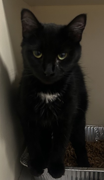 Shelter Stray Female Cat last seen Near peachtree Rd NE, Brookhaven, GA 30319, 30319, GA, 3280 Chamblee Dunwoody Rd, Chamblee, GA 30341, USA