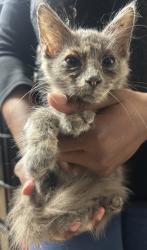 Shelter Stray Female Cat last seen Near Chamblee Tucker Rd, Atlanta, GA 30341, 30341, GA, 3280 Chamblee Dunwoody Rd, Chamblee, GA 30341, USA