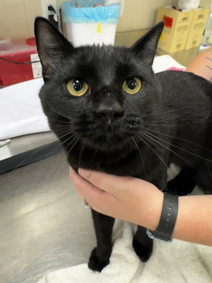 Shelter Stray Male Cat last seen Near Cottage Ct - Fishers, Fishers City, IN, 10501 Hague Rd, Fishers, IN 46038, USA