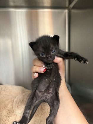 Shelter Stray Female Cat last seen Pickens Circle, 29626, Anderson County, SC, 1320 US-29, Anderson, SC 29626, USA