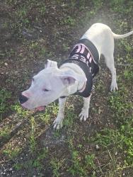 Found/Stray Male Dog last seen Ravenswood and 36th, Fort Lauderdale, FL 33315