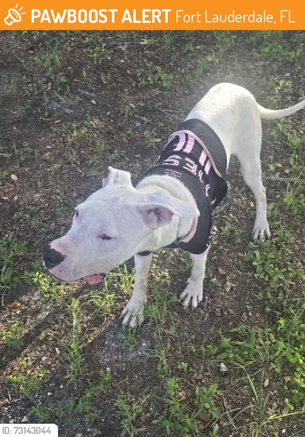 Found/Stray Male Dog last seen Ravenswood and 36th, Fort Lauderdale, FL 33315