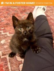Shelter Stray Female Cat last seen Near Barbara Ave, Baltimore, MD 21206, 21206, MD, 301 Stockholm St, Baltimore, MD 21230, USA