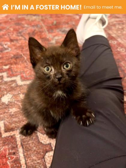 Shelter Stray Female Cat last seen Near Barbara Ave, Baltimore, MD 21206, 21206, MD, 2490 Giles Rd, Baltimore, MD 21225, USA