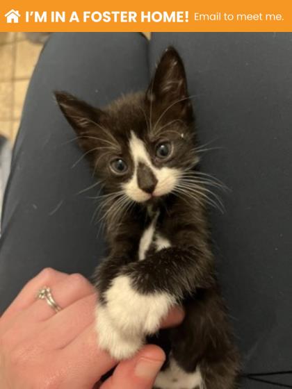 Shelter Stray Female Cat last seen Near Stafford St, 21223, MD, 2490 Giles Rd, Baltimore, MD 21225, USA