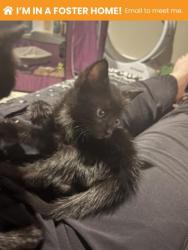 Shelter Stray Male Cat last seen Near Stafford St, 21223, MD, 301 Stockholm St, Baltimore, MD 21230, USA