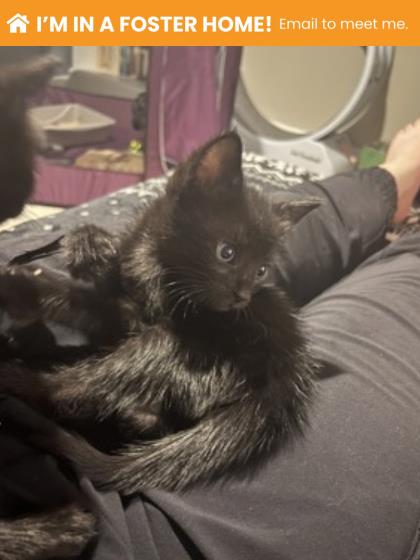 Shelter Stray Male Cat last seen Near Stafford St, 21223, MD, 2490 Giles Rd, Baltimore, MD 21225, USA