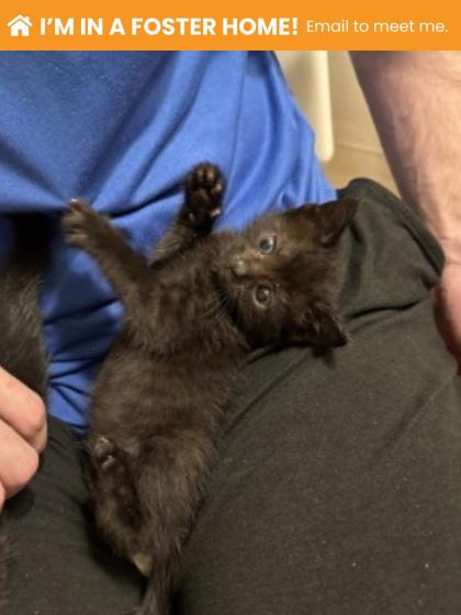 Shelter Stray Female Cat last seen Near Stafford St, 21223, MD, 301 Stockholm St, Baltimore, MD 21230, USA