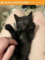 Shelter Stray Female Cat last seen Near Stafford St, 21223, MD, 301 Stockholm St, Baltimore, MD 21230, USA