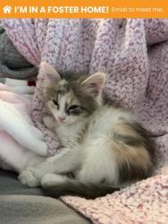 Shelter Stray Female Cat last seen Near Washington Blvd, Baltimore, MD 21230, 21230, MD, 301 Stockholm St, Baltimore, MD 21230, USA