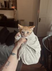 Shelter Stray Male Cat last seen Near Moravia Rd, 21206, MD, 301 Stockholm St, Baltimore, MD 21230, USA
