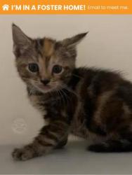 Shelter Stray Female Cat last seen Near Mary Ave, 21206, MD, 301 Stockholm St, Baltimore, MD 21230, USA