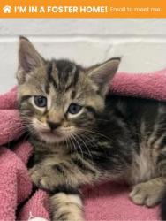 Shelter Stray Male Cat last seen Near Mary Ave, 21206, MD, 301 Stockholm St, Baltimore, MD 21230, USA