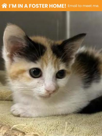 Shelter Stray Female Cat last seen Near Eastern, 21224, MD, 301 Stockholm St, Baltimore, MD 21230, USA