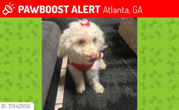 Lost Female Dog last seen Near w Fayetteville Rd, Atlanta, GA 30303