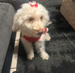 Lost Female Dog last seen Near w Fayetteville Rd, Atlanta, GA 30303